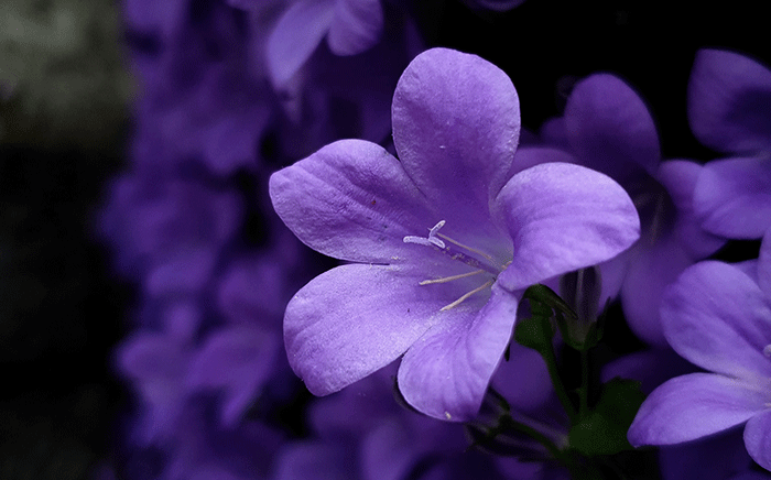 violeta flor comestible