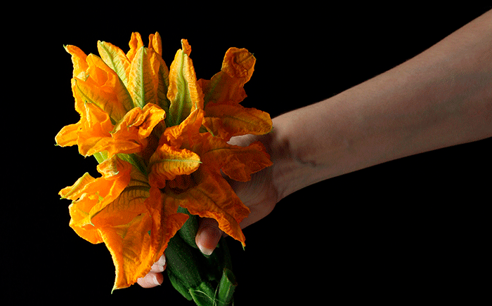 Zucchini or courgette flower